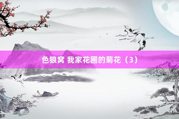 色狼窝 我家花圃的菊花（3）
